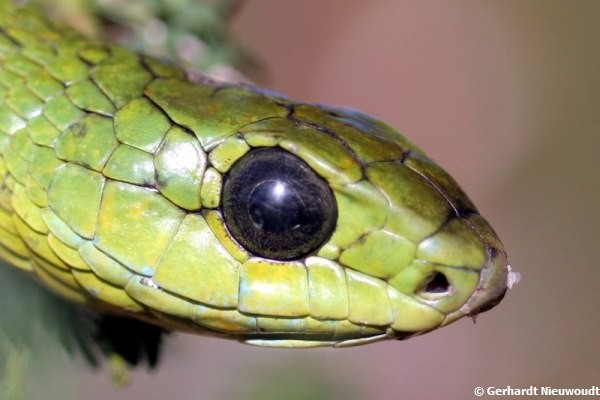 African Saw Scaled Viper Echis_ocellatus_from_Ghana